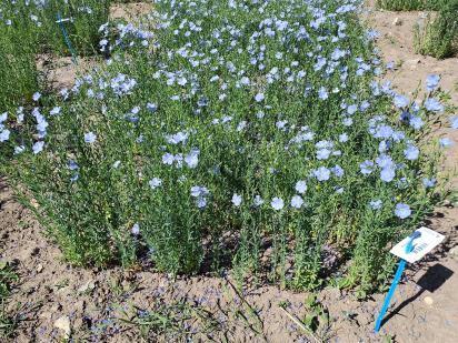 Click for 1 image(s) for this accession.